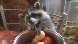 This pet raccoon truly loves hard boiled eggs!