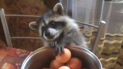 This pet raccoon truly loves hard boiled eggs!