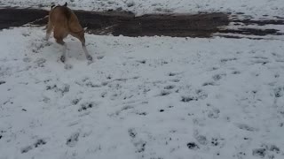 Valley bulldog zoomies