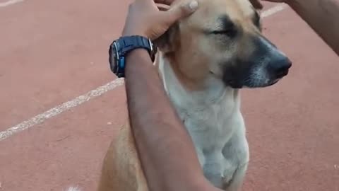 Athletes pamper Dog while sitting on track at sport complex