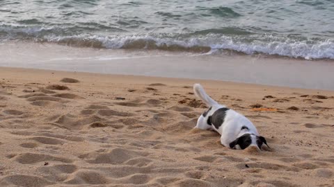 The dog is rolling on the beach sand