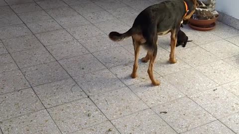 Black dog chasing smaller dog around in circles