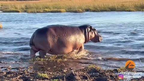 HIPPO ATTACKS 3 LIONS CROSSING THE RIVER