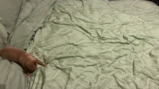 Puppy Too Excited to Sleep at Bedtime