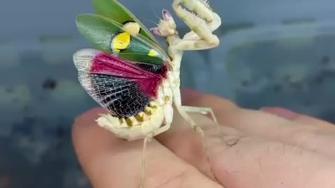 the prettiest praying mantis