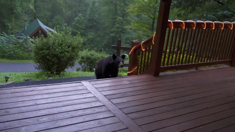 Man Scares Bear Back From Porch