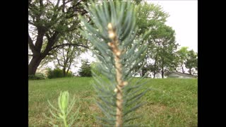 Pure Intentions Colorado Blue Spruce July 2021