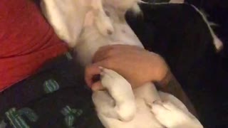 Beagle enjoys belly rub
