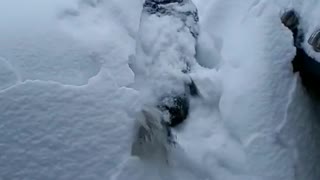 Dog Almost Disappears in Mountain of Snow