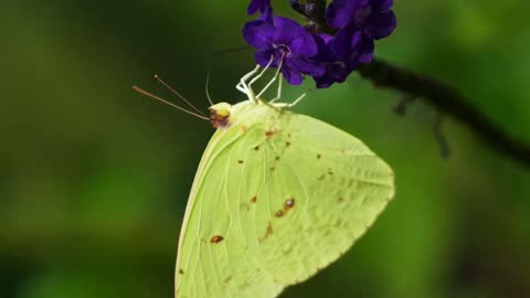 Butterflies flying in slow motion HD like you've never seen before