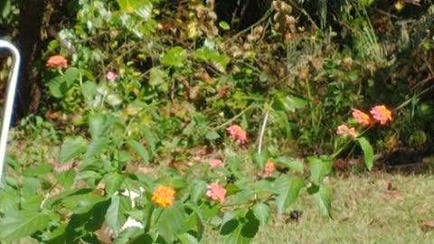 Hummingbird in my flowers