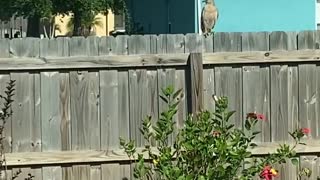 Protective Mockingbird Pesters Hawk Into Flying Away