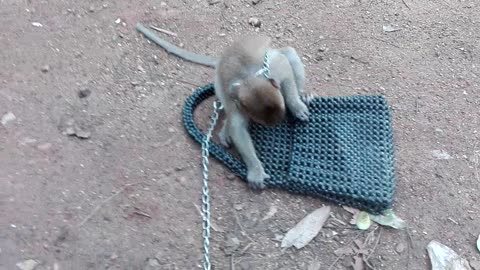 Cute baby monkey - lovely monkey Playing Bag