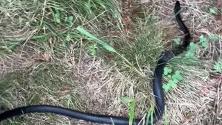 Family Rescues Snake From Garden Netting