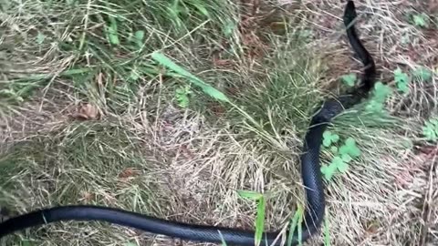 Family Rescues Snake From Garden Netting