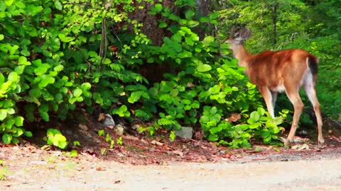 Deer eating grass