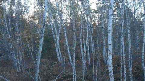 Birch Trees on a Walk