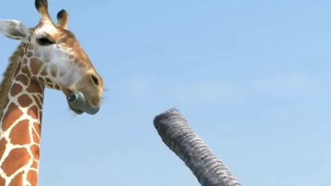 Giraffe 🦒 and Elephant 🐘 fight video