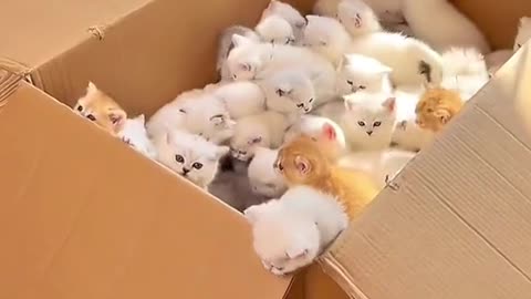 Cute Cute Cats