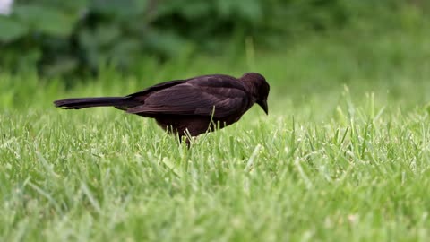 Common Grackles Foraging for Bird Seed