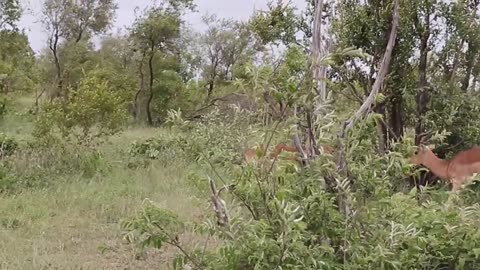 Impala Rams Fighting Copyright Free Animal Videos