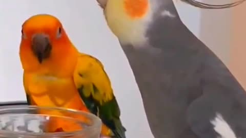 Cockatiel singing parrot singing funny animals funny birds