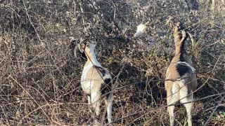 Goats eating leaves and trees 12.2020