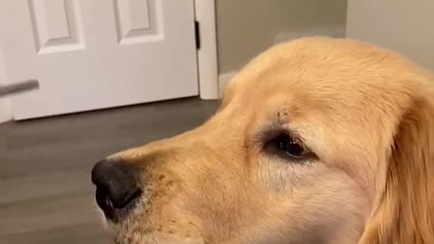 Sweet dog gently eats the food from owners fork
