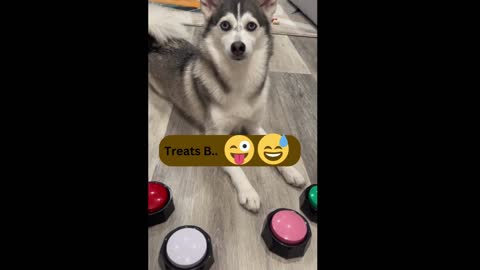 Young Siberian Husky asking for treats