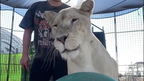 The keeper is training the lion