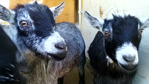 What has these goats so focused?