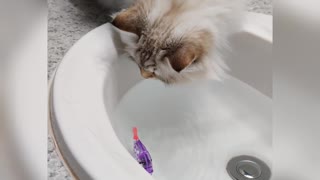 Cat Trying To Get Toy Fish