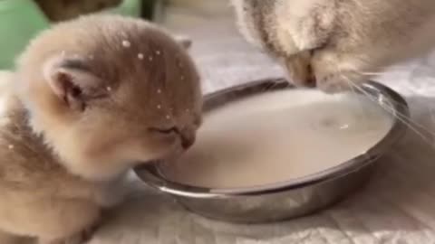 A bowl of milk