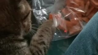 Kitten helps self to cheez it