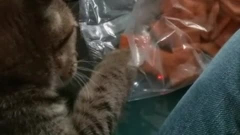 Kitten helps self to cheez it