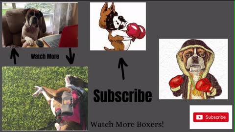 Star Wars Boxer Dog get an Early Christmas present! Funny Stuff!