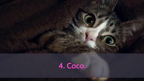 Wanna see the top 10 cutest cat names