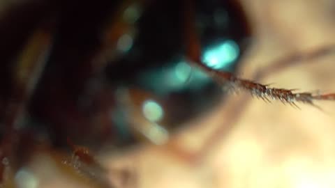 Microscopic view of an insect