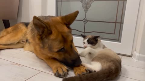 Poor German Shepherd Attacked by Cat