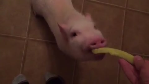 Mini Pig adorably chows down on pickle