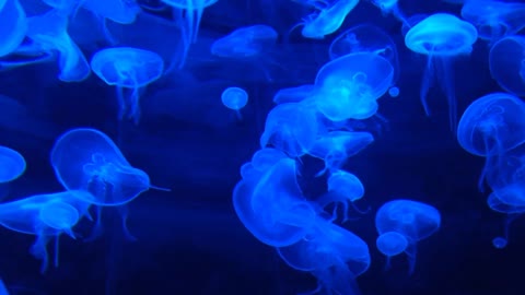 Under Water Blue Jelly Fish