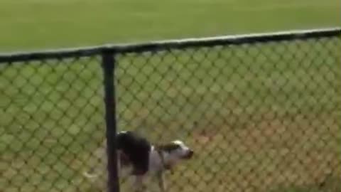 The dog with the ability to jump