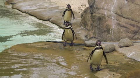 three penguins walking and diving into the water