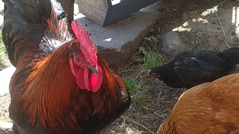 Chicken happy farm 🐔🐓🐣🐤 happy chicken day!