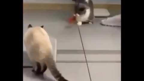 Funny cat viedeos - can't stop laughing🤣