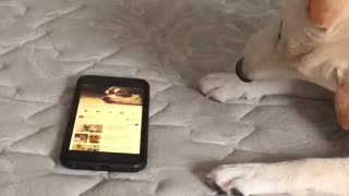 Pup Tries to Help Dogs on Phone