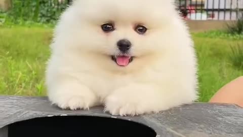 Cute & funny dog tiktok video