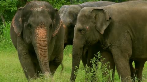 Simply Cute Elephants