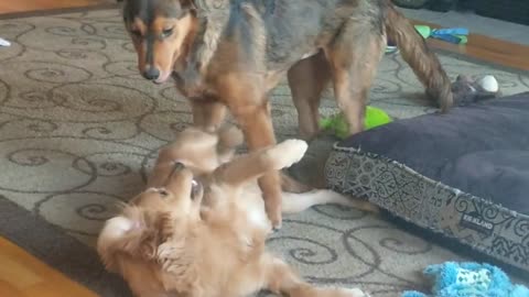 Animal Video, Dogs Fight or Play?