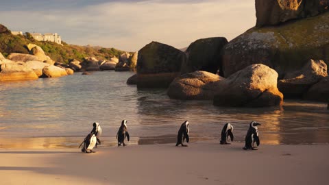 A Cute Penguins on the Beach